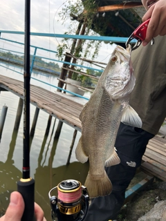 バラマンディの釣果