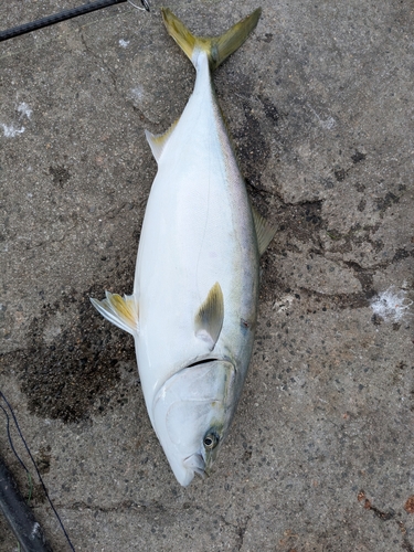 ブリの釣果