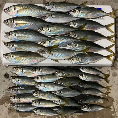 アジの釣果