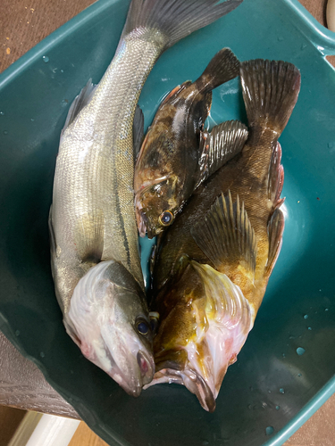 カサゴの釣果