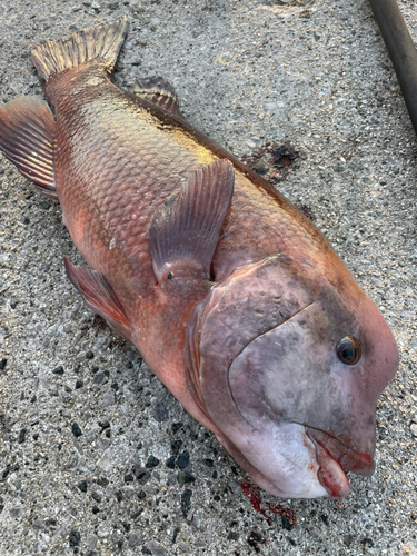 コブダイの釣果