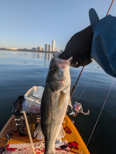 シーバスの釣果