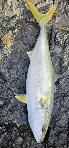 ハマチの釣果