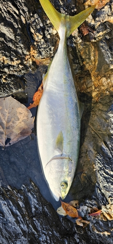 ヤズの釣果