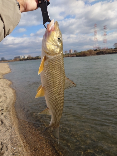 ニゴイの釣果