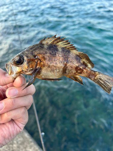 メバルの釣果