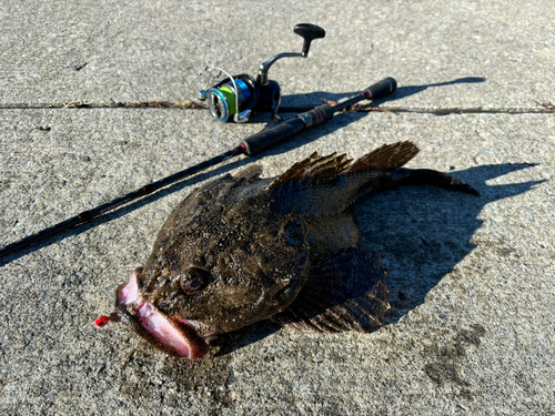 カジカの釣果