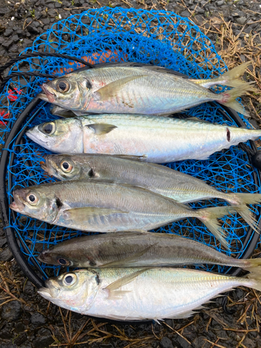 サバの釣果