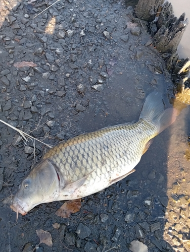 コイの釣果