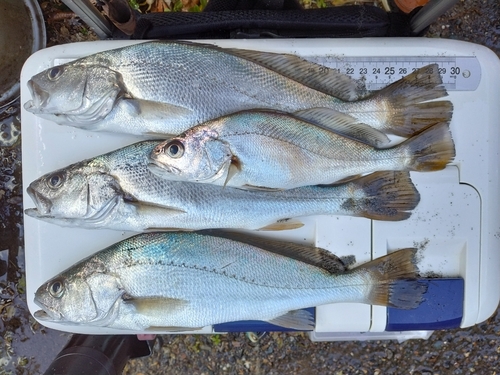 イシモチの釣果