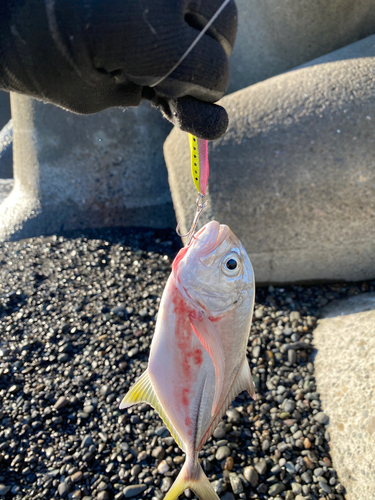 メッキの釣果