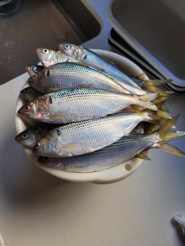 コノシロの釣果