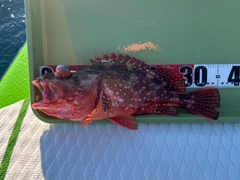 ウッカリカサゴの釣果