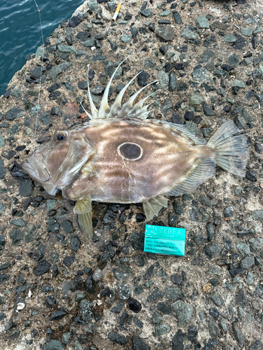 マトウダイの釣果