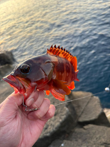 アカハタの釣果