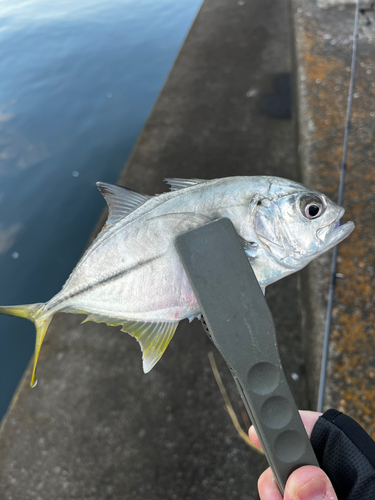 メッキの釣果