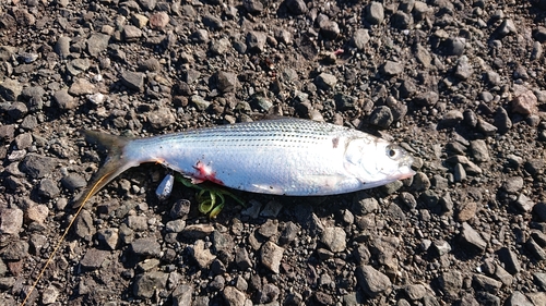 コノシロの釣果