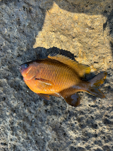 スズメダイの釣果