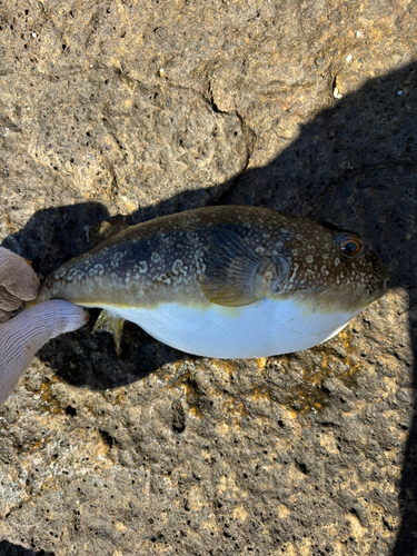 クサフグの釣果