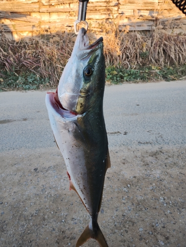 ワラサの釣果