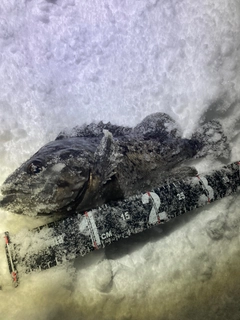 クロソイの釣果