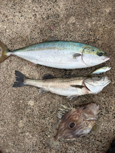 ブリの釣果