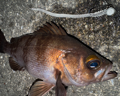 メバルの釣果