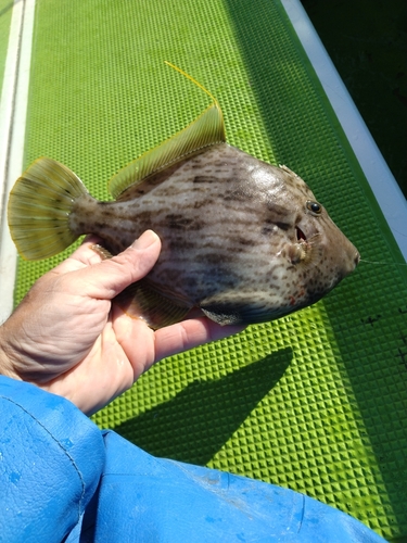 カワハギの釣果