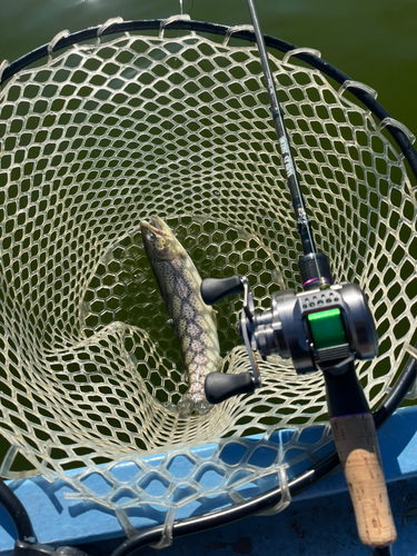 レインボートラウトの釣果