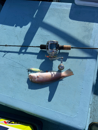 シロアマダイの釣果