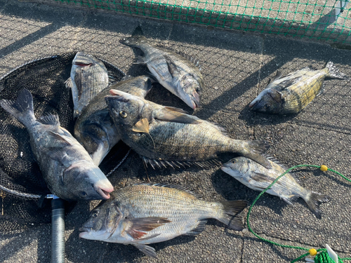 チヌの釣果