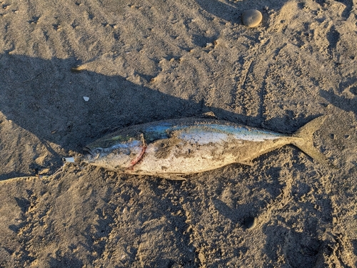 ワラサの釣果