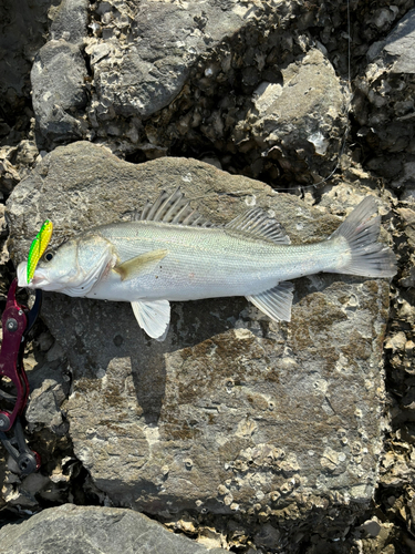 シーバスの釣果