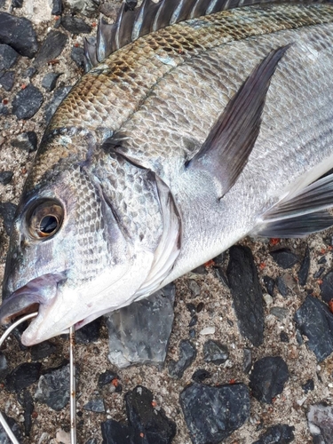 チヌの釣果