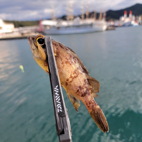 シロメバルの釣果