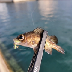 アカメバルの釣果