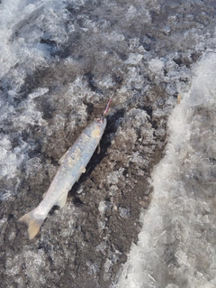 アメマスの釣果