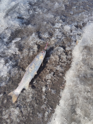 アメマスの釣果