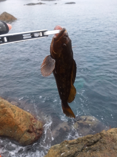 アイナメの釣果