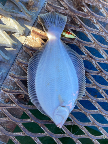 カレイの釣果