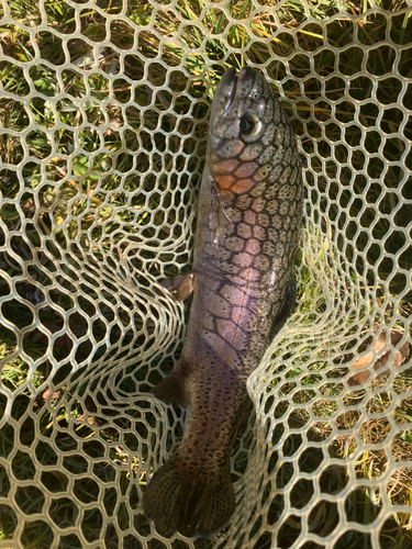 ニジマスの釣果