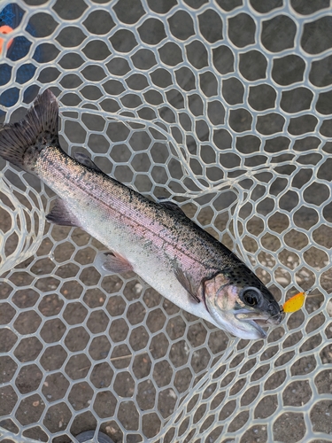 ニジマスの釣果