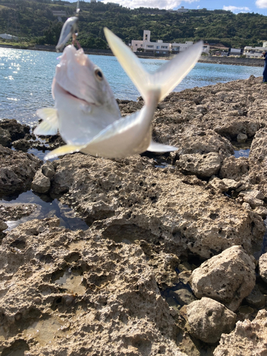 ガーラの釣果