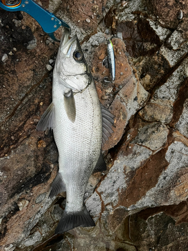 ヒラスズキの釣果