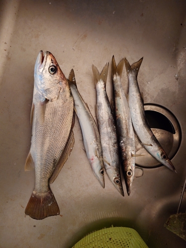 カマスの釣果