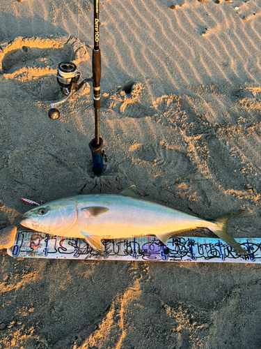 ブリの釣果