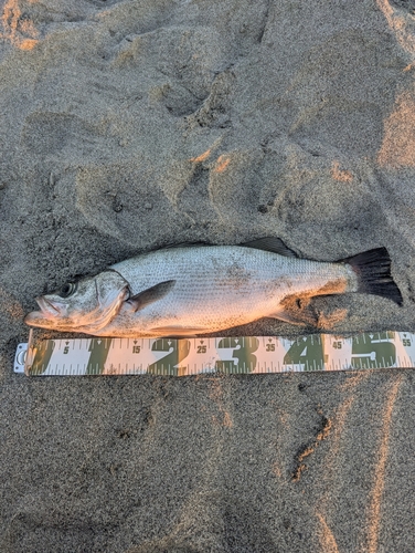 ヒラスズキの釣果