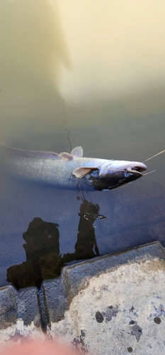 ナマズの釣果