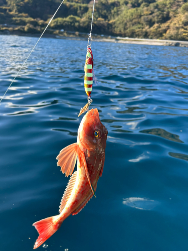 ホウボウの釣果