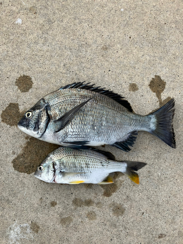 クロダイの釣果